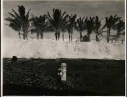 Historical photograph of whitewater reaching a palm-lined shore, with a fire hydrant in the foreground.